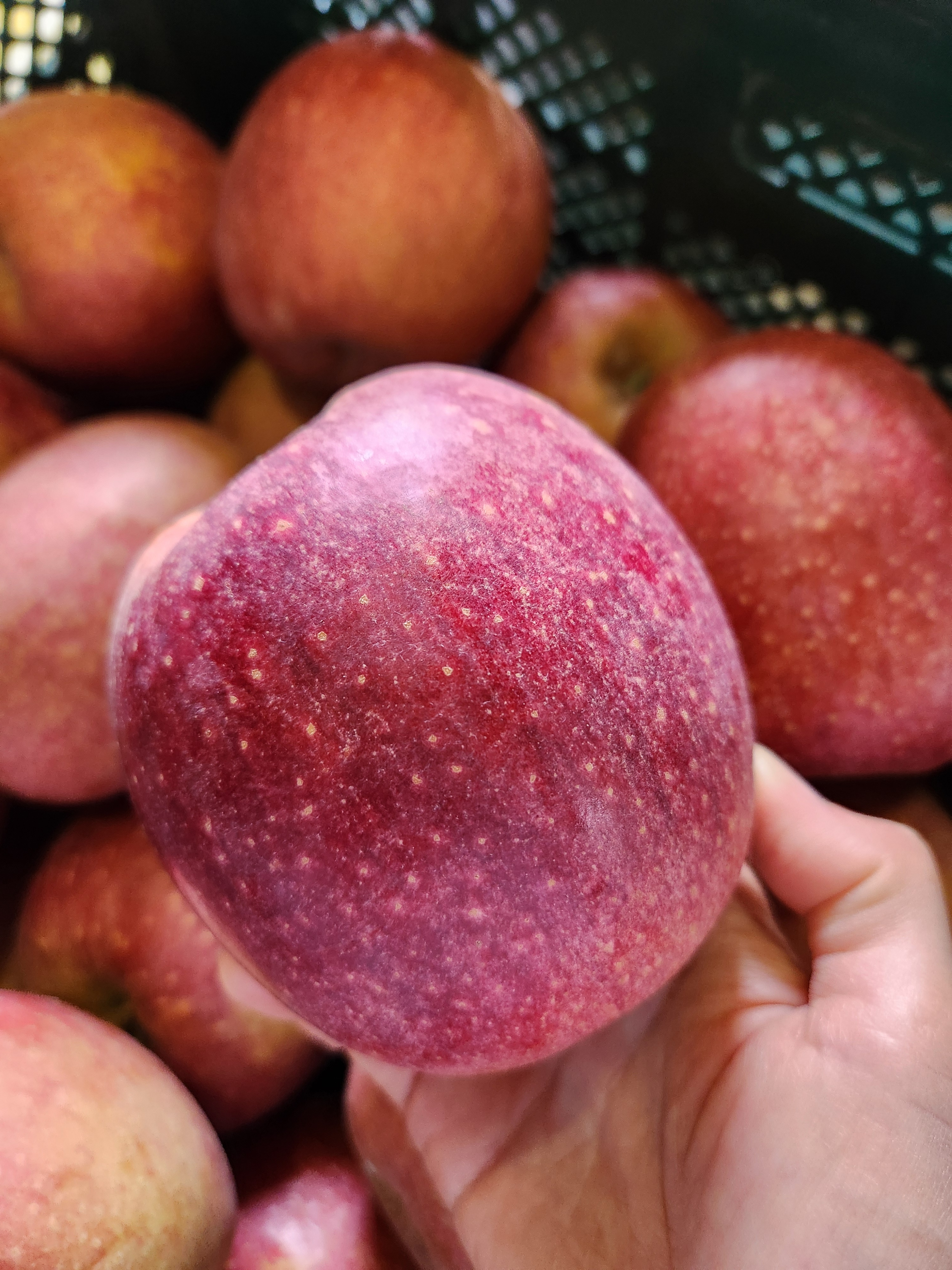 사과 청송 안동 부사 꿀사과 가정용 못난이