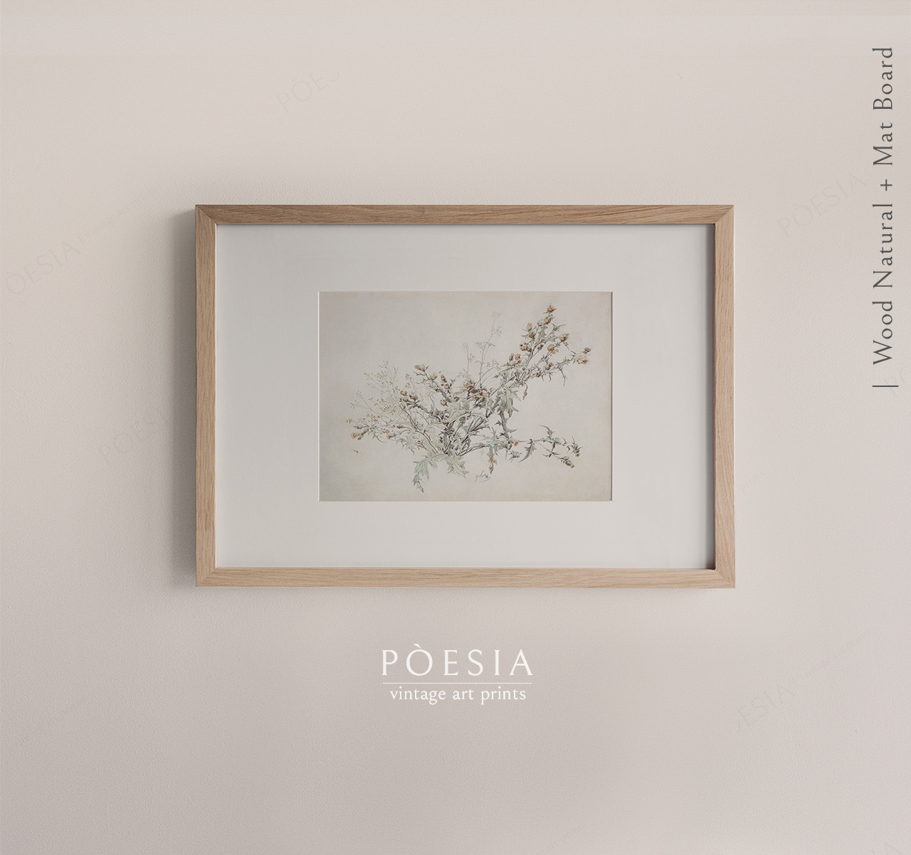 [카를 게오르크 안톤 그랩] Study of a Flowering Thistle 54.9×39.8 cm 매트&액자 포함 - 상품 이미지