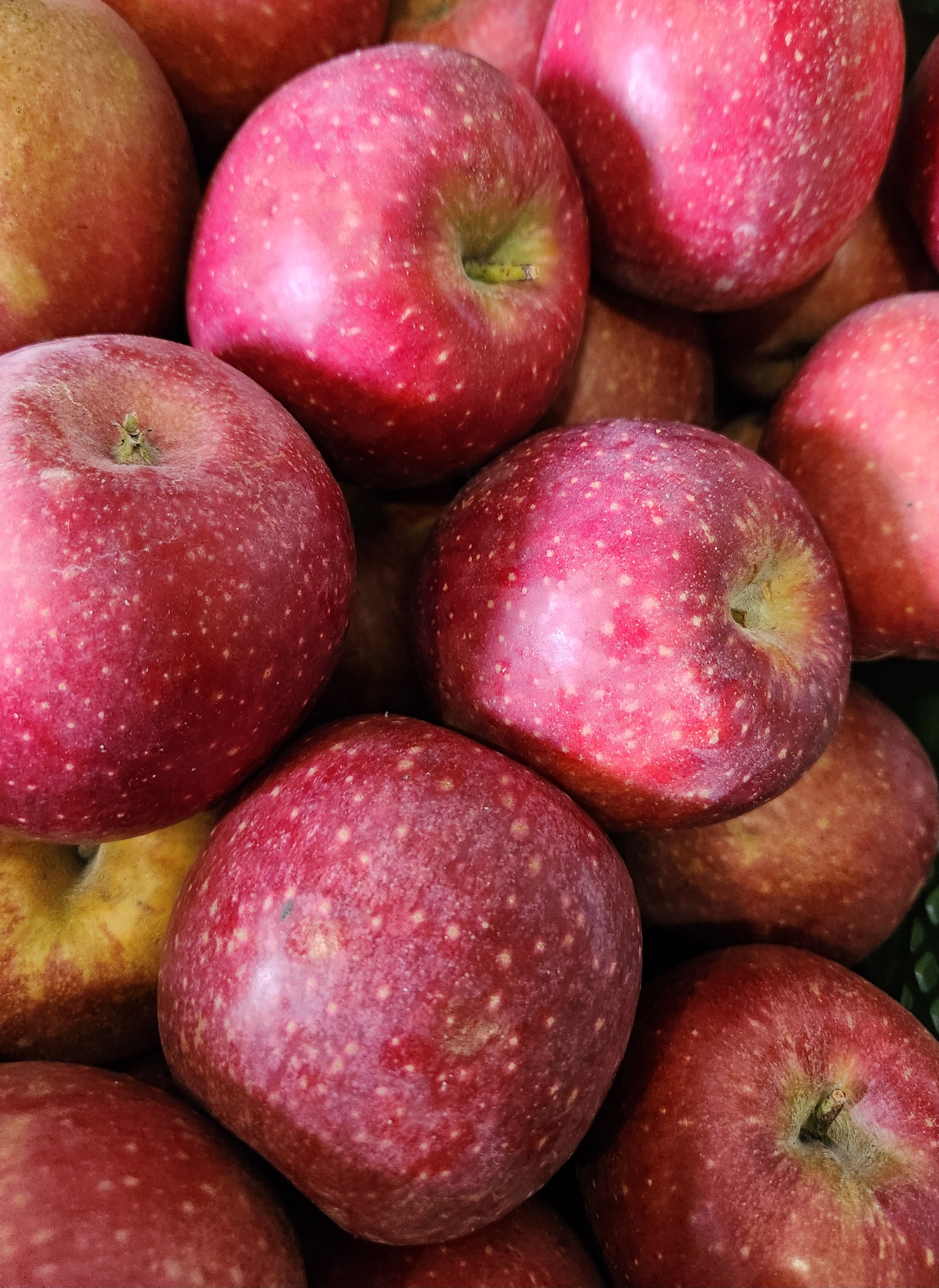 사과 청송 안동 부사 꿀사과 가정용 못난이