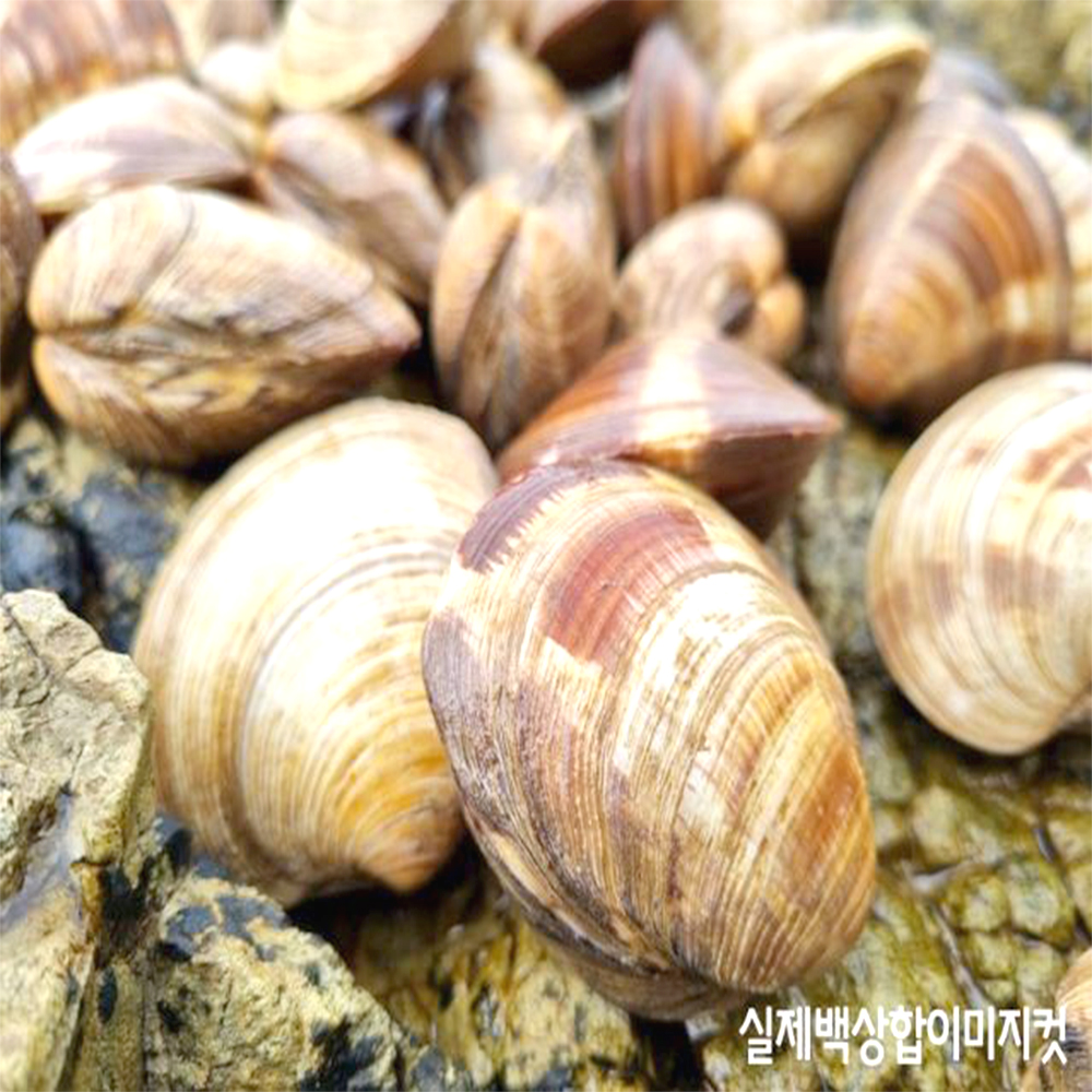 담백한 감칠맛 백상합 1kg 백합 시원한국물 조개구이 - 상세 이미지 5
