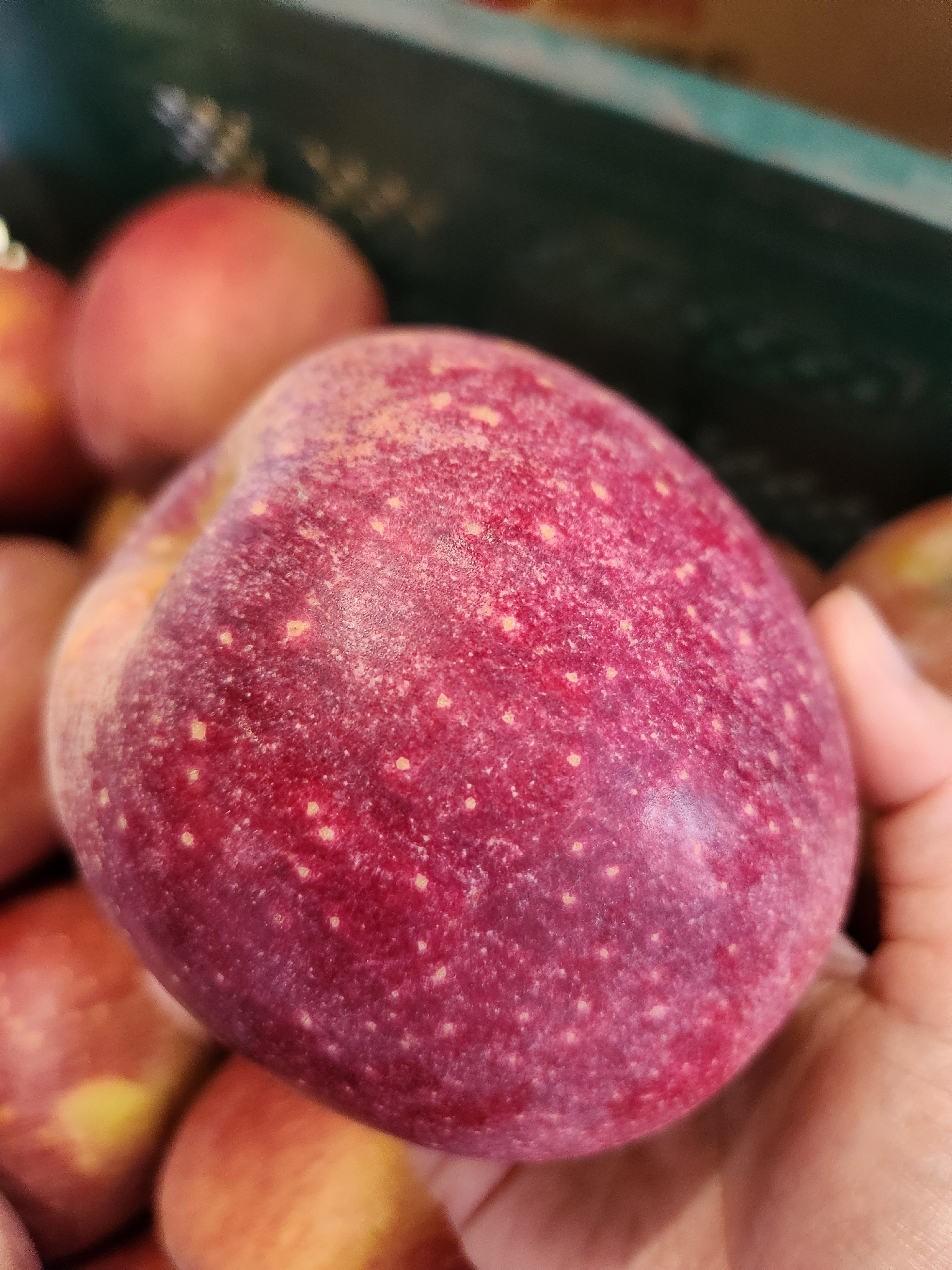 사과 청송 안동 부사 꿀사과 가정용 못난이