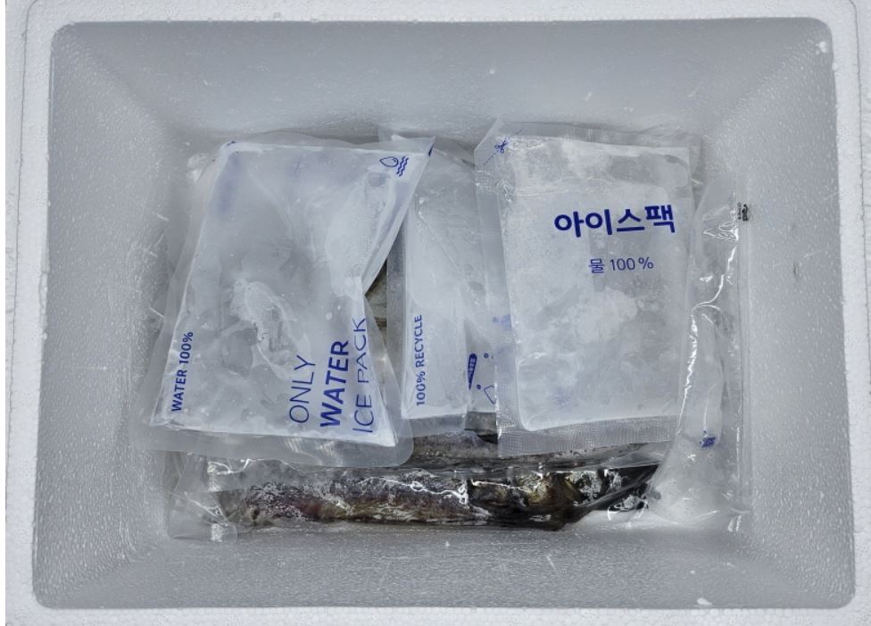 천일염 반건조코다리 명태 짝태 1.5kg 3미  46cm군산가공 위생진공포장 이미지 8