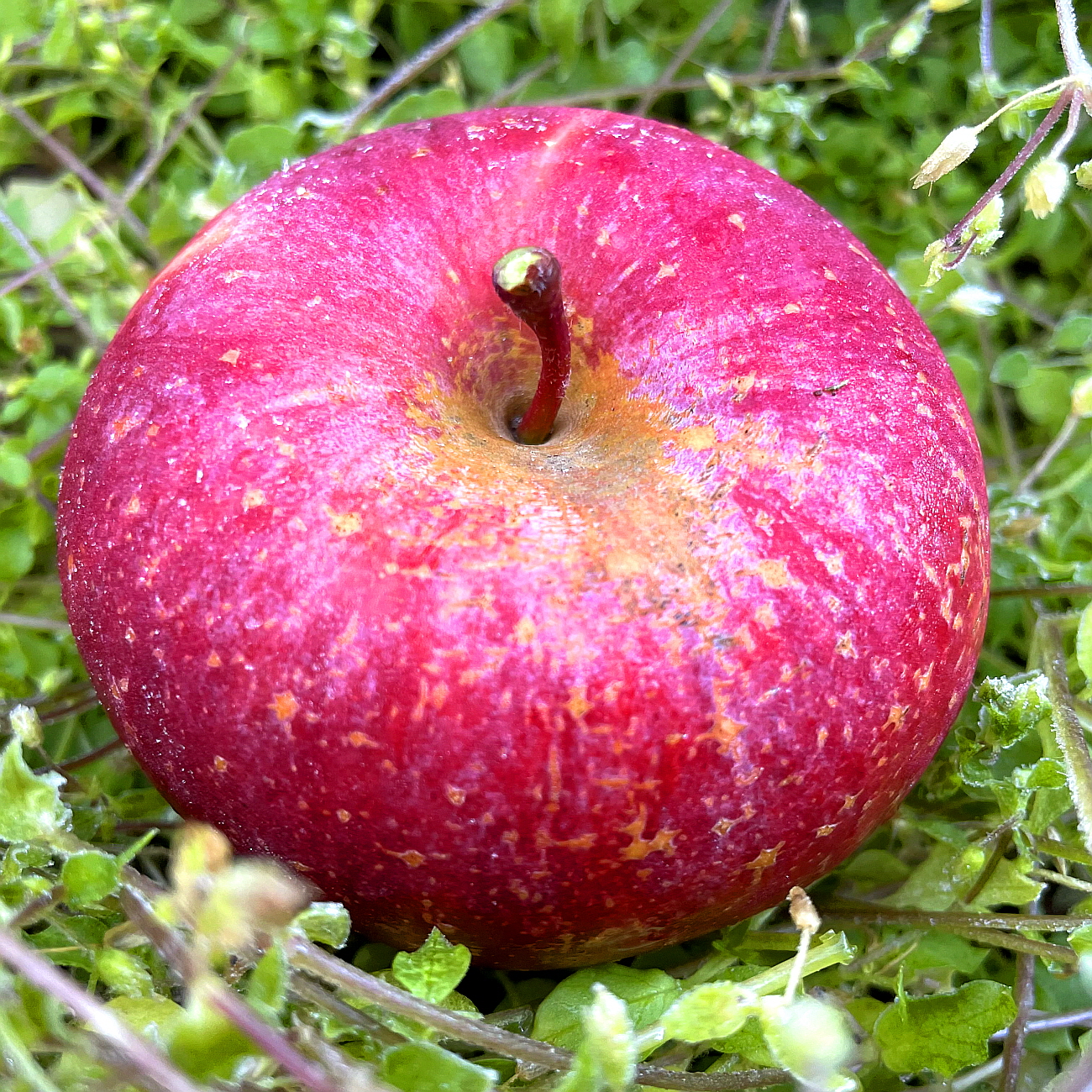 청송사과 헤븐리팜 스토어 로고