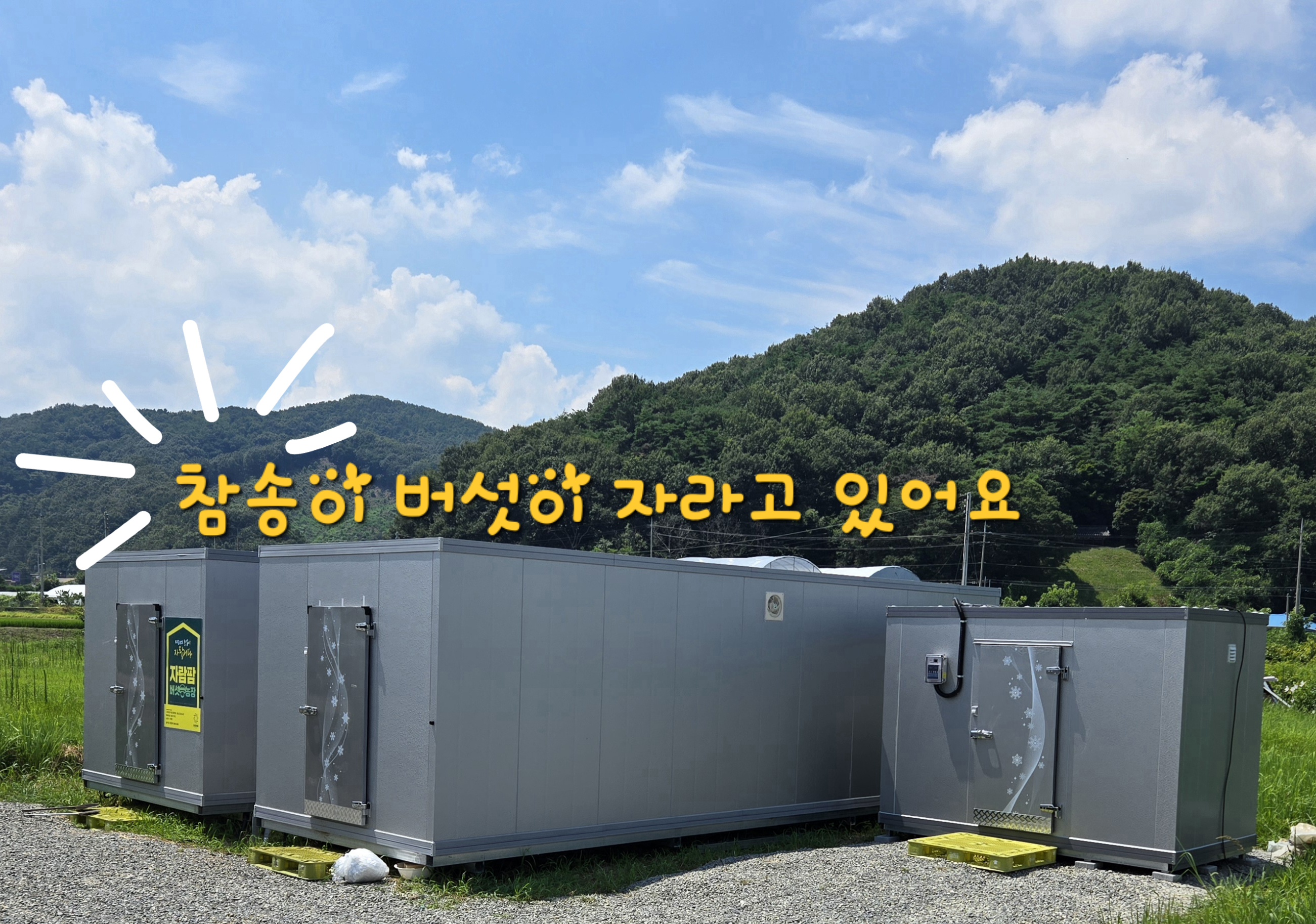 송이송이팜 참송이버섯 유기농가정용 참송이버섯 500g 이미지 7
