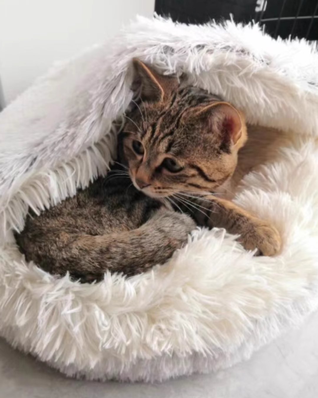 고양이 겨울 집 고양이 숨숨집 따뜻한 고양이 하우스 고양이 겨울 하우스 고양이 집 후기