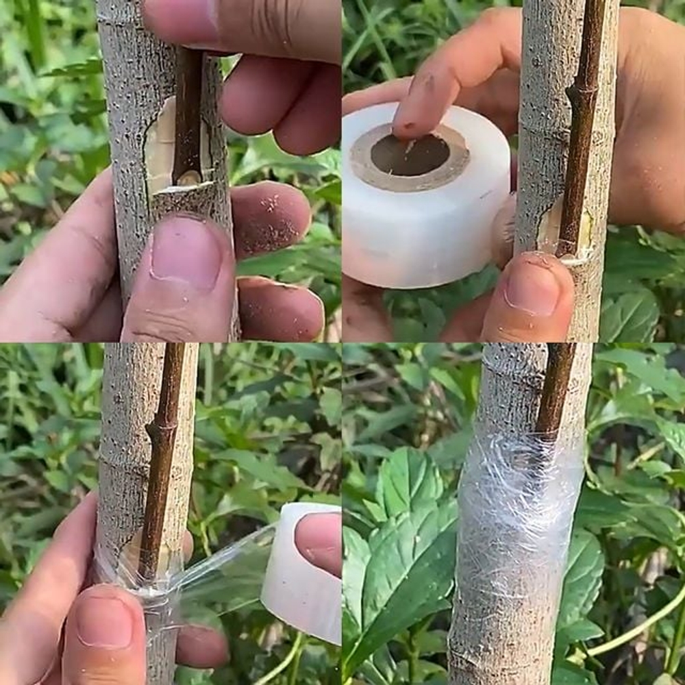 식물테이프 수술 재생 테이프 나무 접목 - 상품 이미지