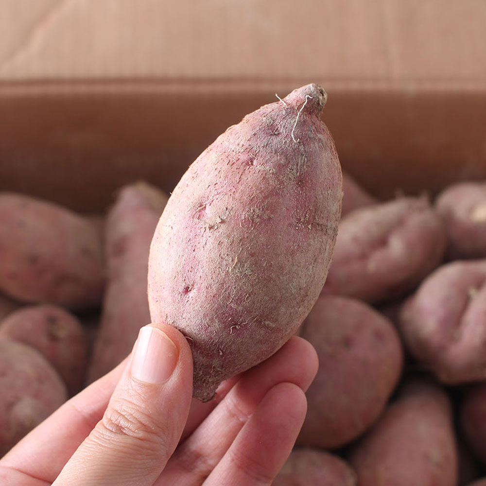 25년 해남 호풍미 호박고구마 3kg 5kg 햇호박고구마 - 상세 이미지 5