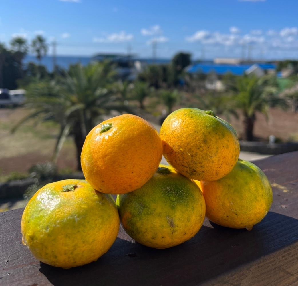 타이벡 타이백 극조생 조생 노지감귤 5kg 10kg 소과 로얄과 중대과 제주 산지직송