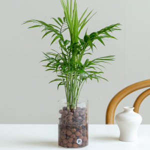 테이블야자 수경재배식물 수생식물 수중식물 키우기 쉬운 화분 뿌리 어항 하... 실사용 후기 | 효과 있을까? - 상품 이미지 1