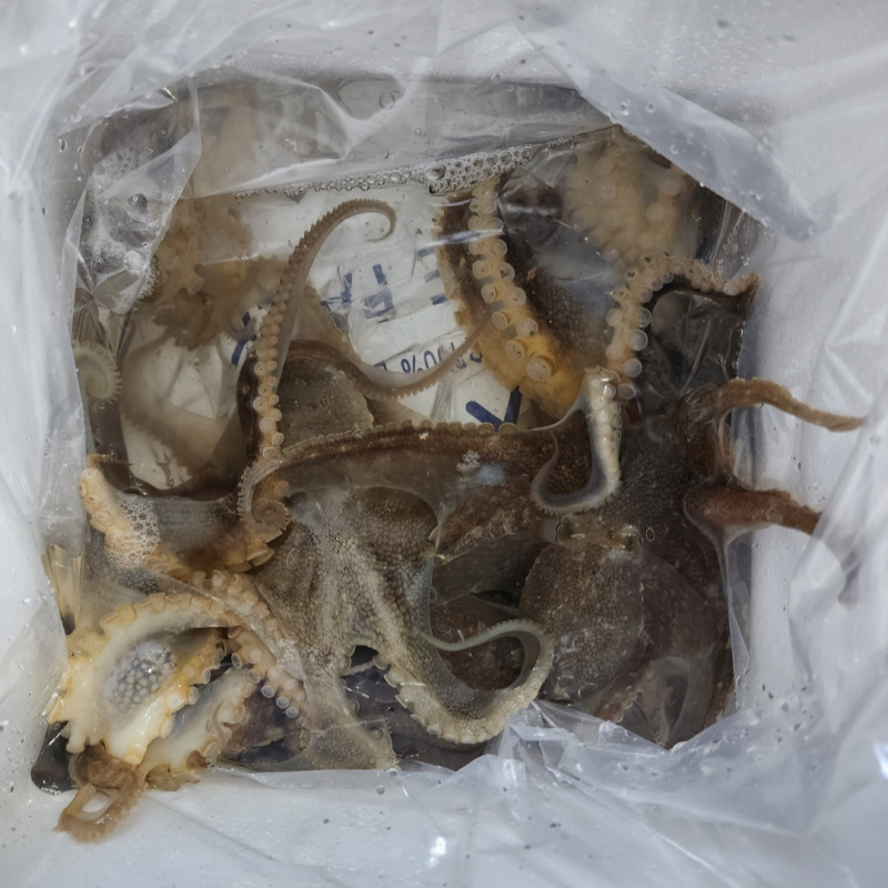 자연가득 연안 활 주꾸미 1kg 15-20미 내외 - 상세 이미지 3