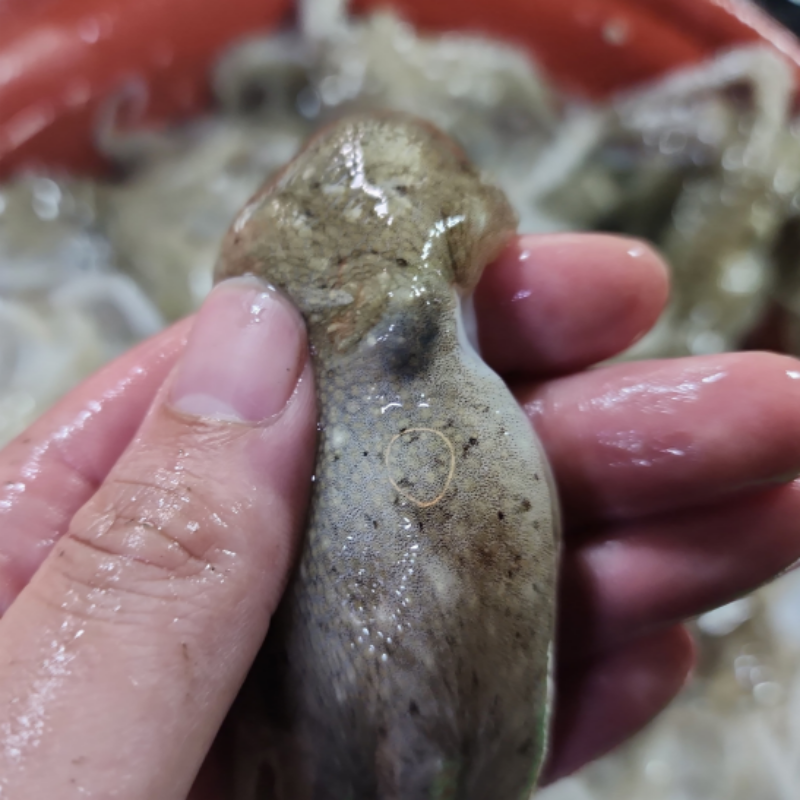 자연가득 연안 활 주꾸미 1kg 15-20미 내외 - 상세 이미지 2