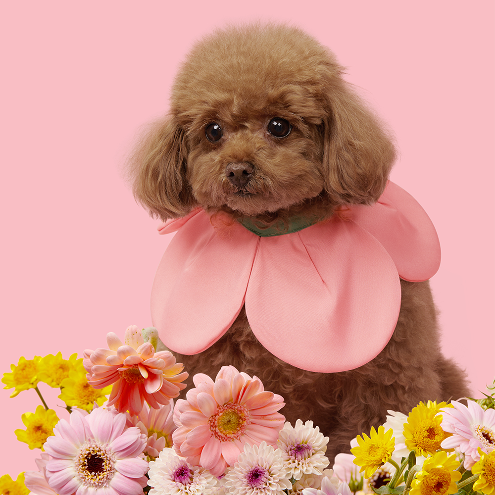 VETRESKA 플라워 강아지 케이프 고양이 스카프 턱받이 머플러 레이스 - 상세 이미지 5