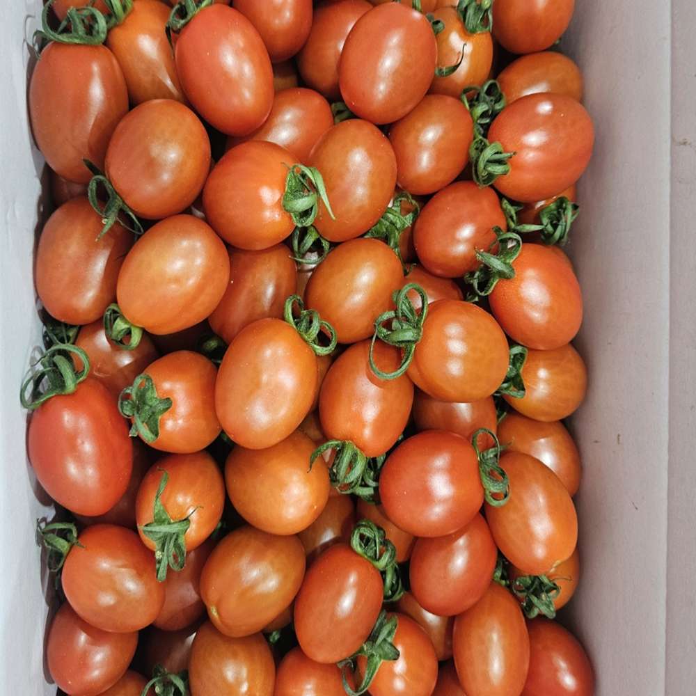 대추 방울 토마토 5kg 로얄과 중대과 소과