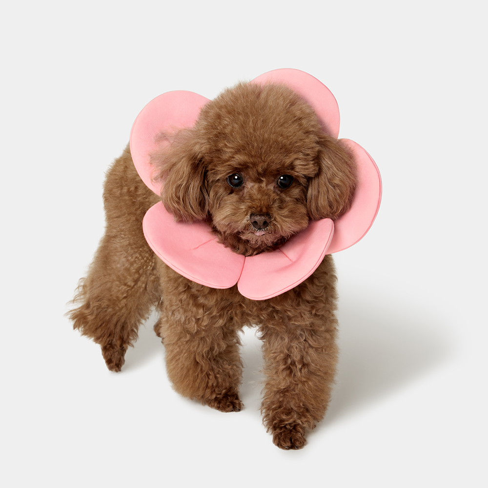 VETRESKA 플라워 강아지 케이프 고양이 스카프 턱받이 머플러 레이스 이미지 6
