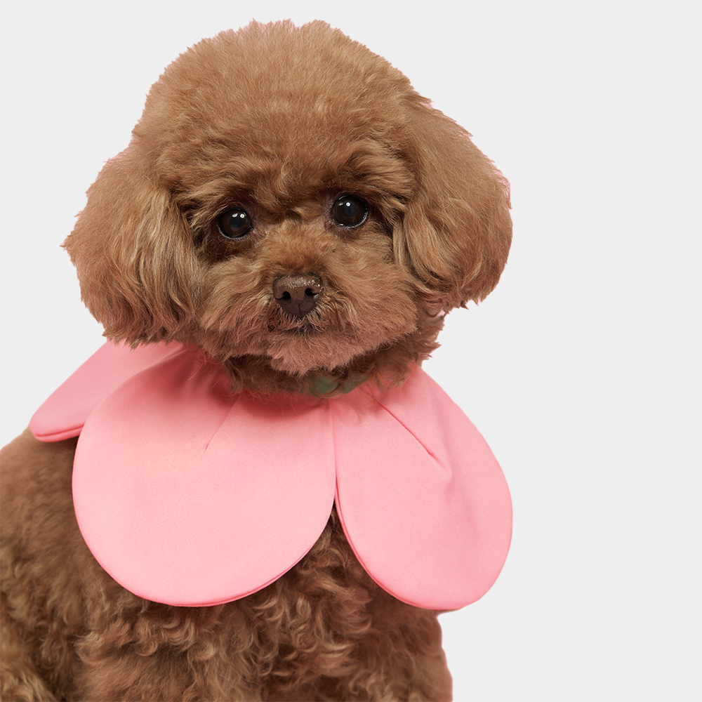 VETRESKA 플라워 강아지 케이프 고양이 스카프 턱받이 머플러 레이스 - 상세 이미지 4