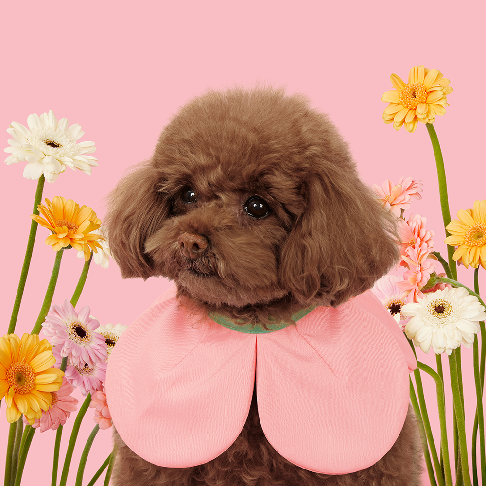 VETRESKA 플라워 강아지 케이프 고양이 스카프 턱받이 머플러 레이스 - 상세 이미지 3