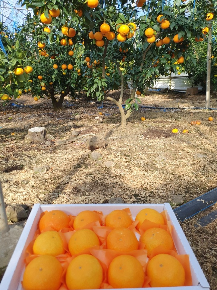 제주 감귤 황금향 제철 선물용 가정용 고당도 밀감 10kg 5kg 3kg 이미지 6