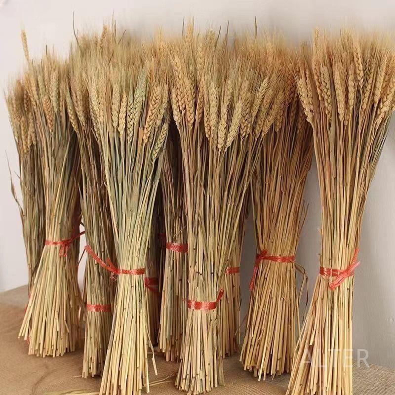 벼 이삭 밀 인테리어 카페 보리 조화 쌀가지 풍경 추수 원색 밀 이삭 55개 - 상세 이미지 4