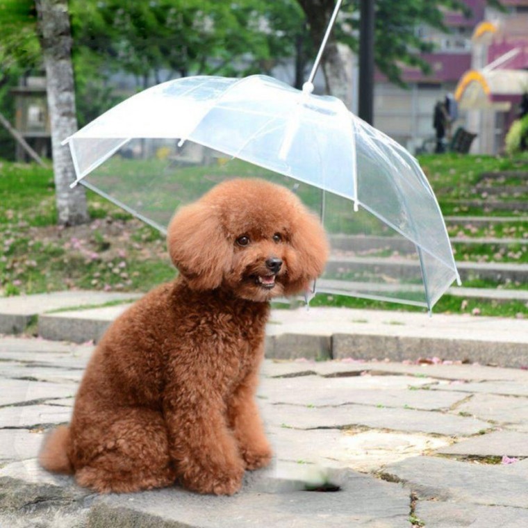 애견 투명 우산 강아지 산책 용품 고양이 애완 동물 외출 외출용 장마용 반려견 우비 - 상품 이미지
