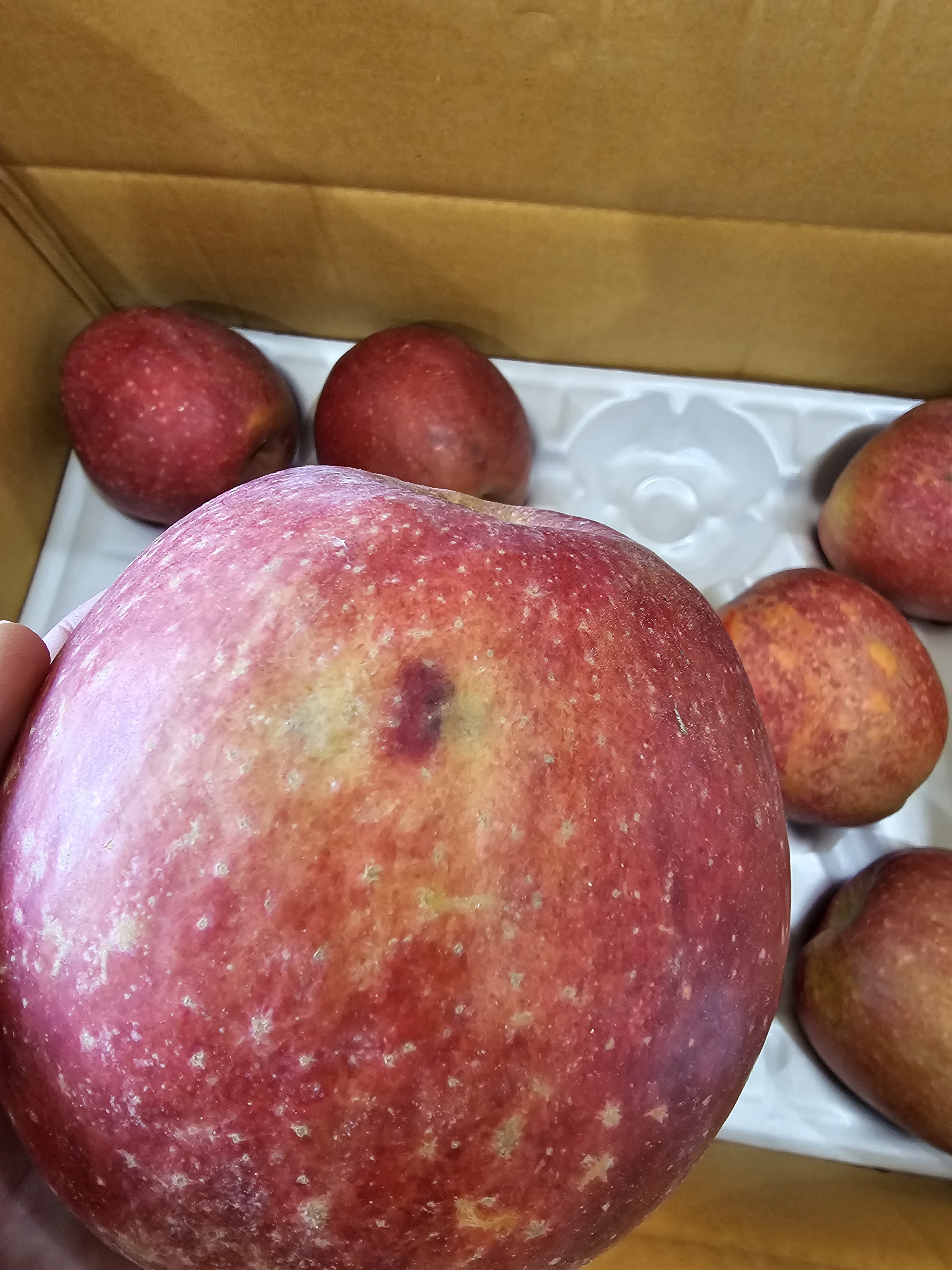 감홍 가정용 중대과 사과 15.2Brix, 5kg, 1개 이미지 6
