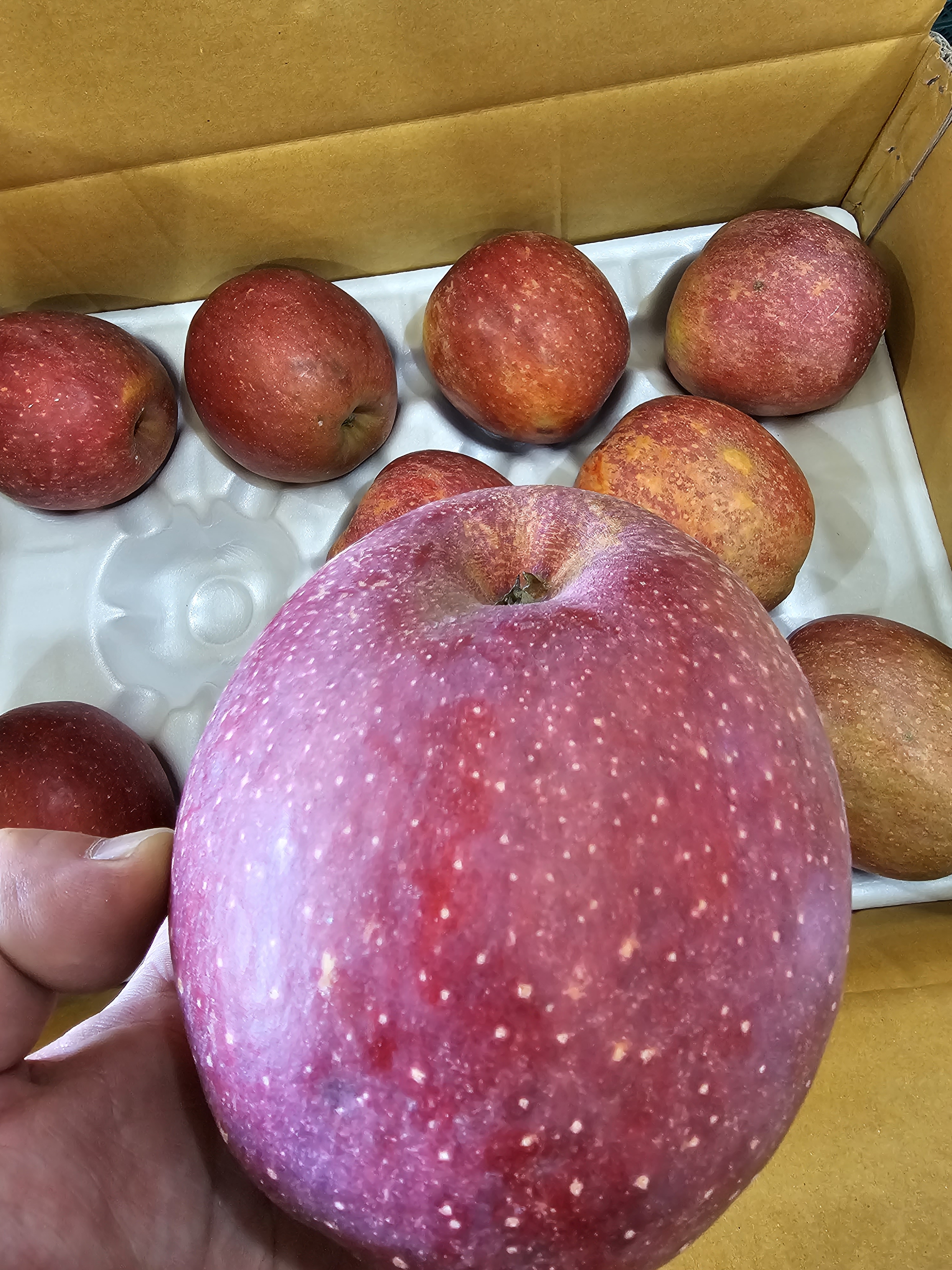 감홍 가정용 중대과 사과 15.2Brix, 5kg, 1개 이미지 7