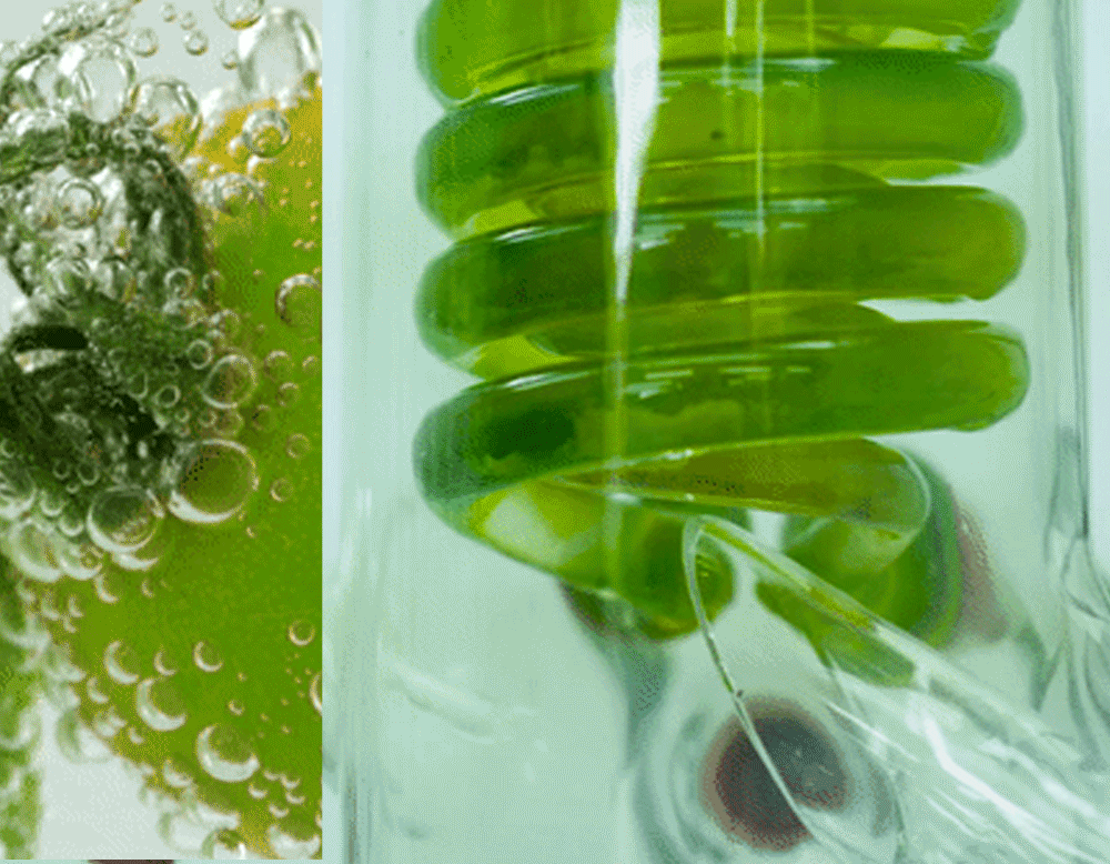 sungboon editor green tomato concentrated ampoule