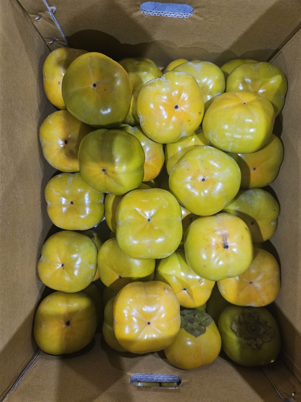 전라도 차량 단감 대봉 대과 특품 5kg 10kg - 상세 이미지 3