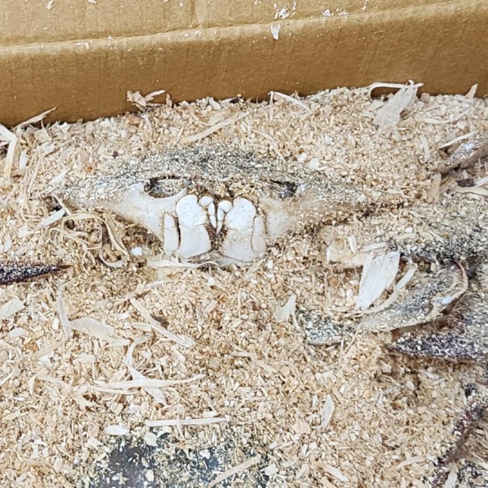 톱밥 꽃게 톳밥 태안 신진도 꽃개 활꽃게 톱밥게 숫꽃게 암꽃게 수꽃게 2kg, 1개 - 상세 이미지 2