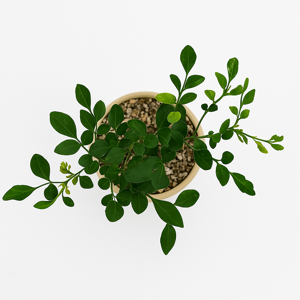 [1+1] 올리브나무+오렌지자스민 감성 반려식물 - 상세 이미지 5