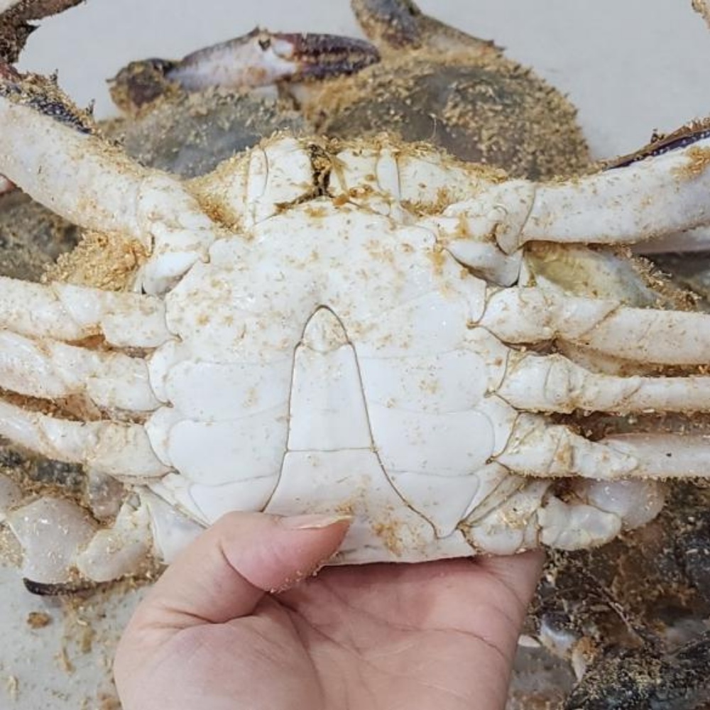톱밥 꽃게 톳밥 태안 신진도 꽃개 활꽃게 톱밥게 숫꽃게 암꽃게 수꽃게 3kg, 1개 이미지 7