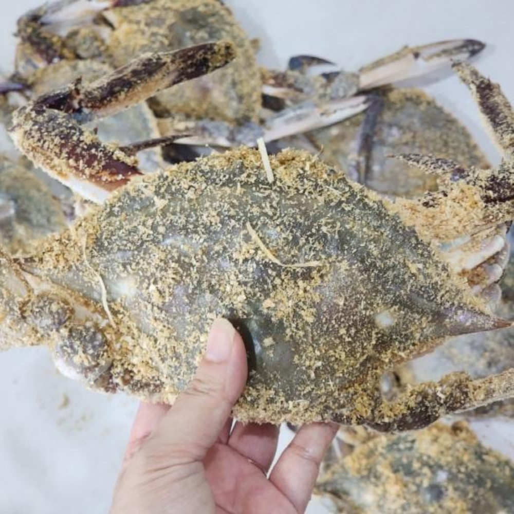 톱밥 꽃게 톳밥 태안 신진도 꽃개 활꽃게 톱밥게 숫꽃게 암꽃게 수꽃게 2kg, 1개 - 상세 이미지 5