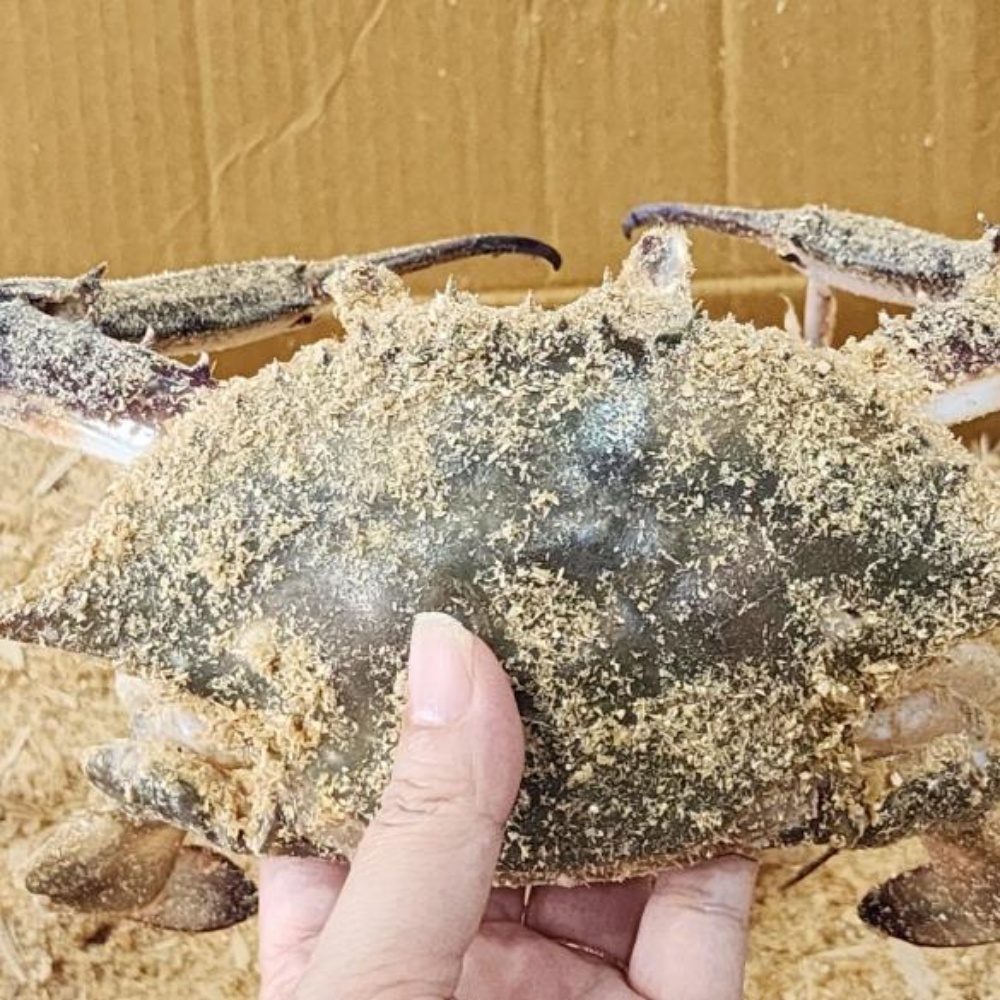 톱밥 꽃게 톳밥 태안 신진도 꽃개 활꽃게 톱밥게 숫꽃게 암꽃게 수꽃게 3kg, 1개 - 상품 이미지