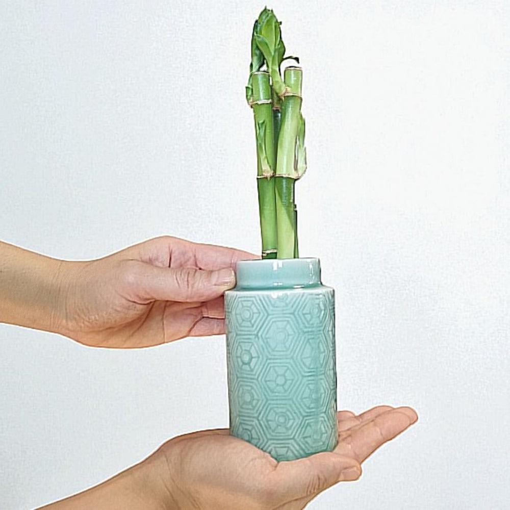 국산 도자기 개운죽 화분 선물 행운 부르는 인테리어 식물 개업 집들이 20cm 3p - 상세 이미지 5