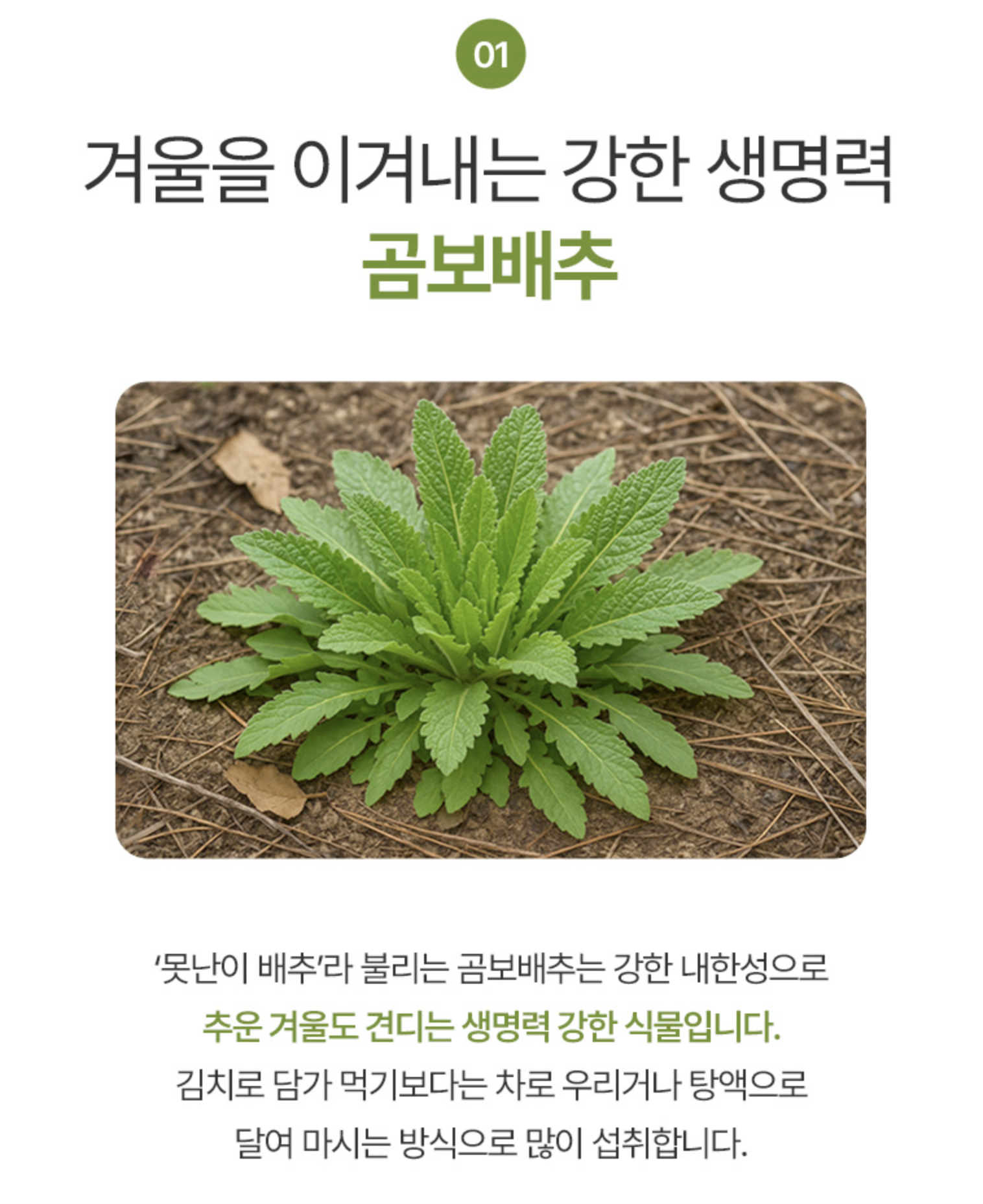 국산 곰배배추 차 만성 비염 영양제 목감기에 좋은 차 이미지 7