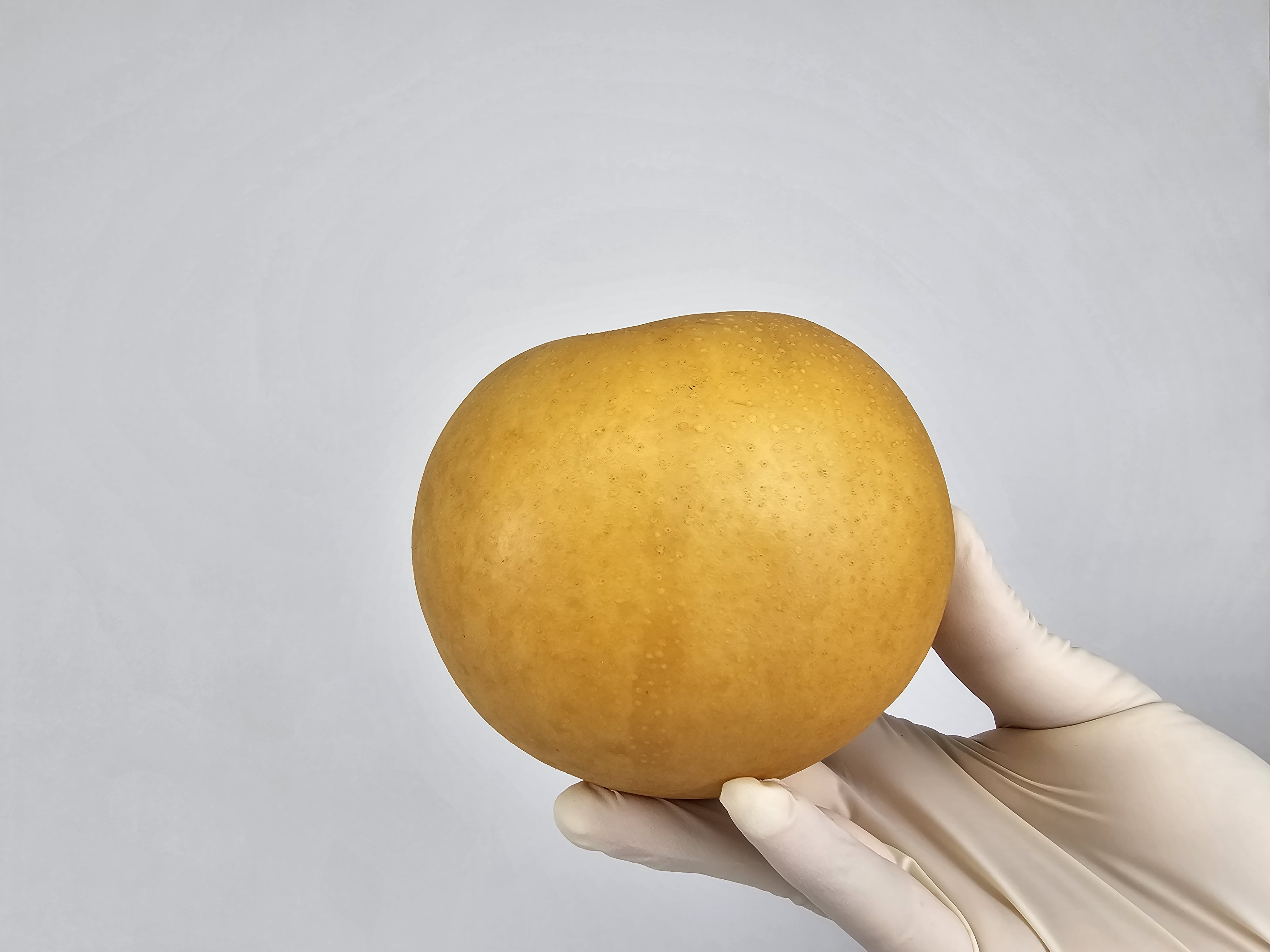 시원한 햇 신고 배 12Brix, 3kg, 1개 이미지 8