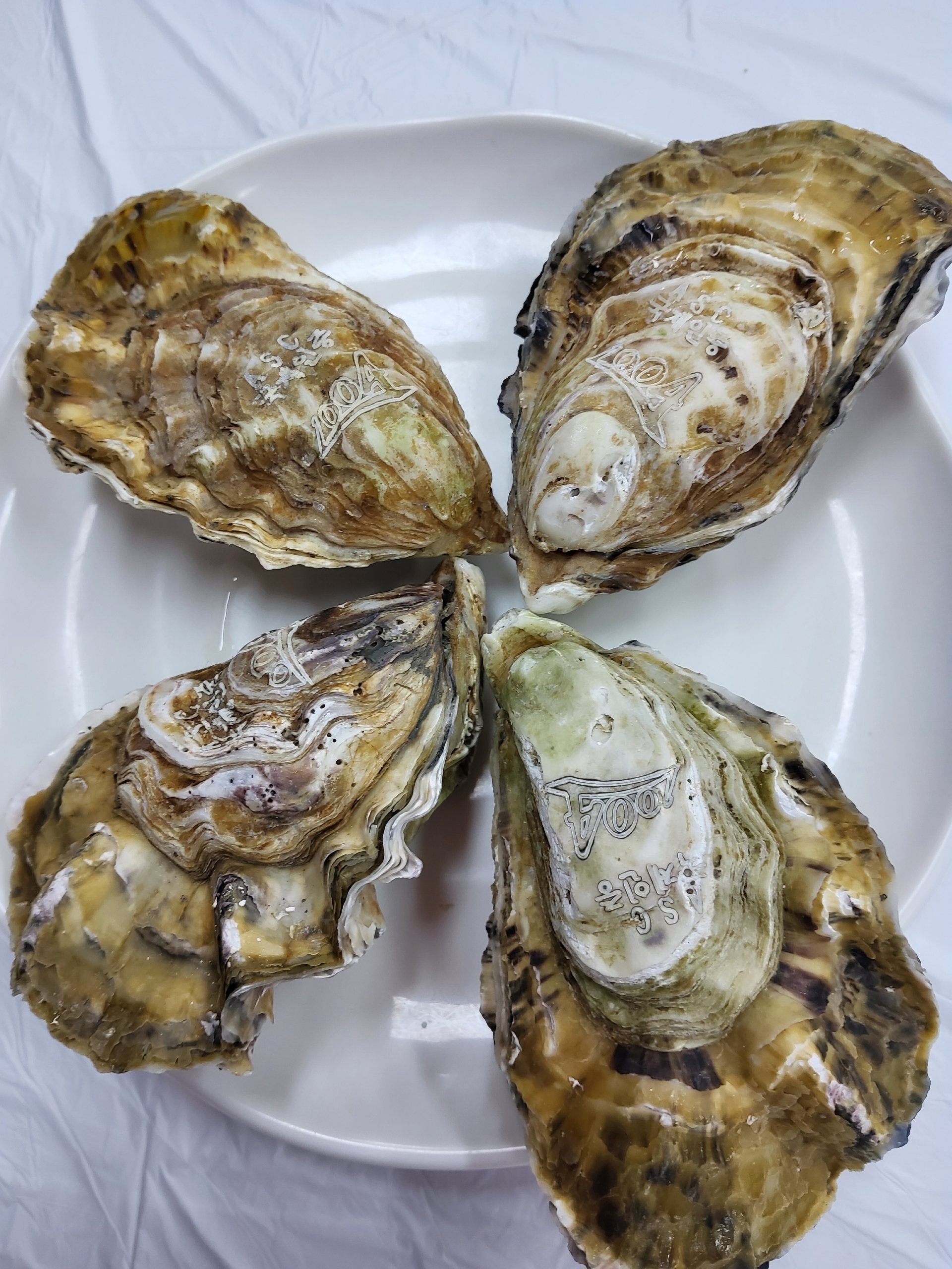 신안 앞바다에서 키운 프리미엄 명품 삼배체 1004굴 2kg - 상세 이미지 4