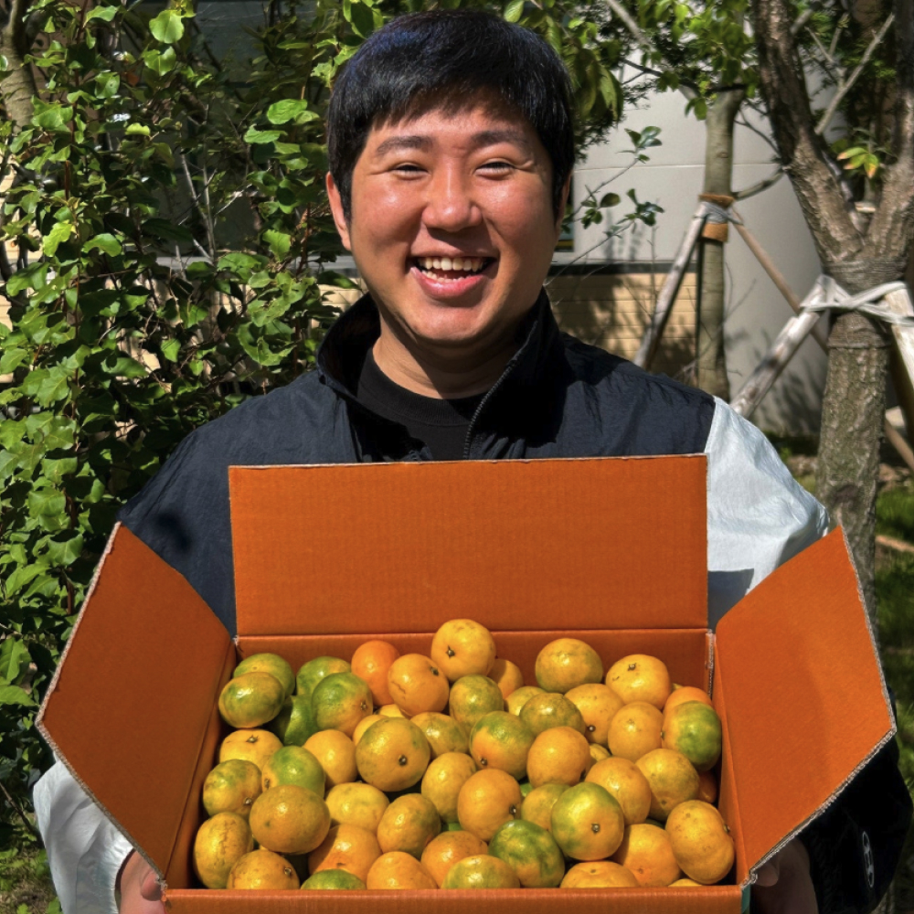 타이벡감귤 타이백감귤 효돈 제주 황금향