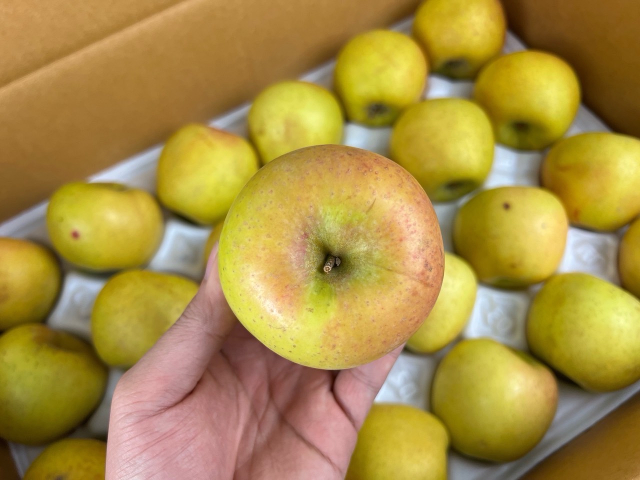 국산 시나노골드 황금사과 2kg 4kg 고당도 영주 사과 가정용 - 상세 이미지 3