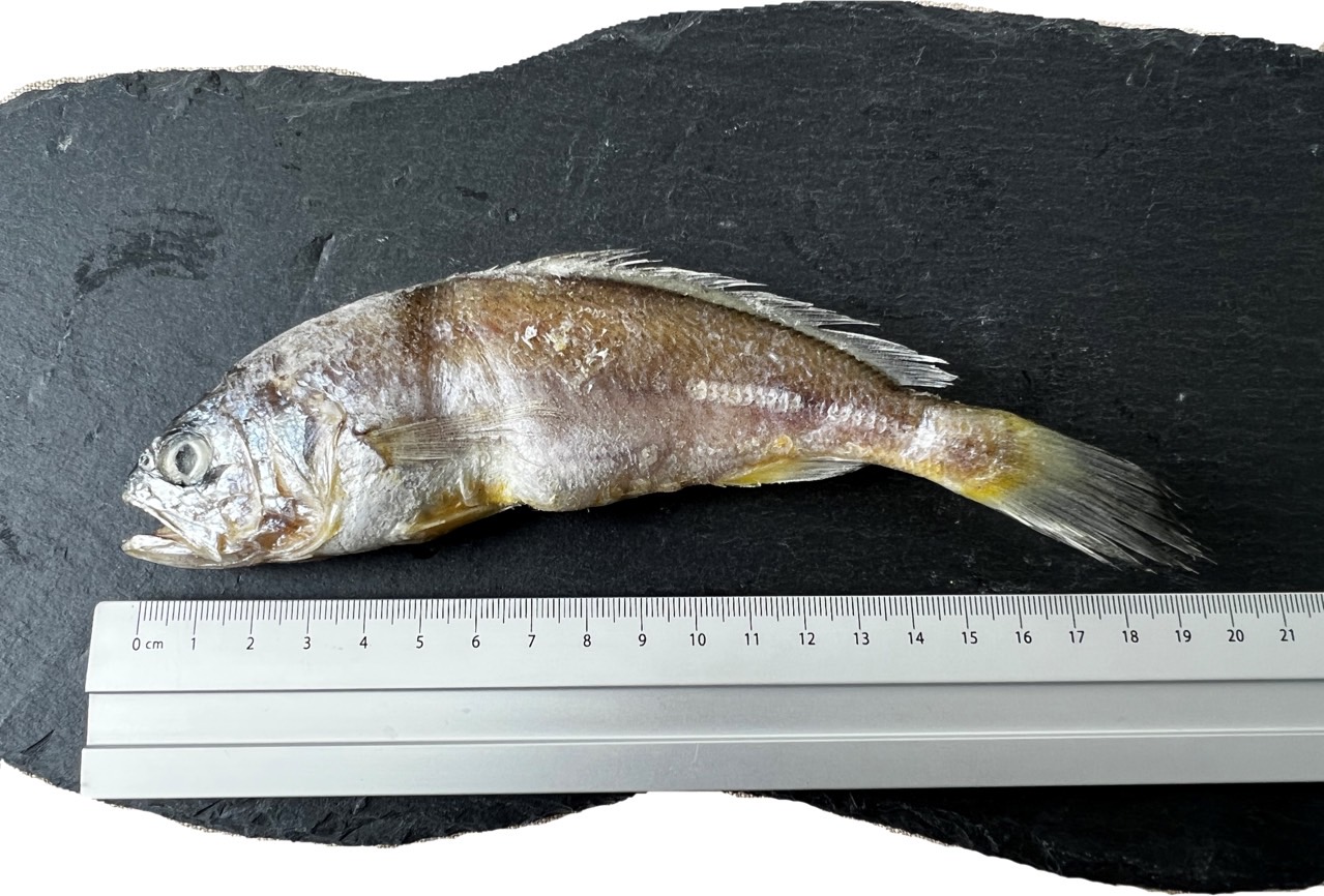 [수협수매] 국내산 영광 굴비 1.55kg 20미 명절 선물세트 진공포장 참조기 참굴비 - 상세 이미지 5