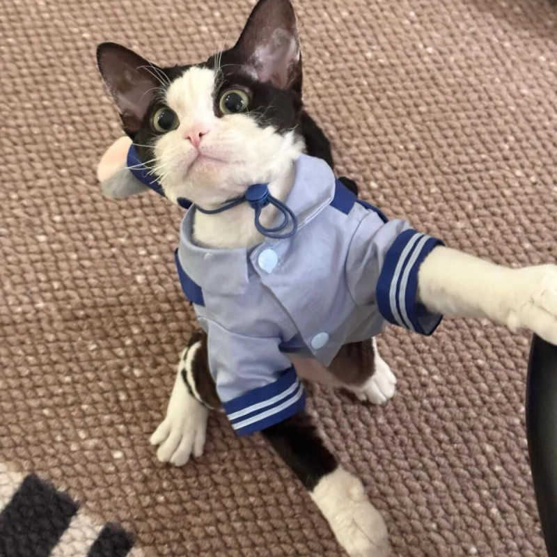 고양이 토끼 캐릭터 코스튬 긴 귀 모자 할로윈 파티 의상 코스프레 옷 - 상세 이미지 3