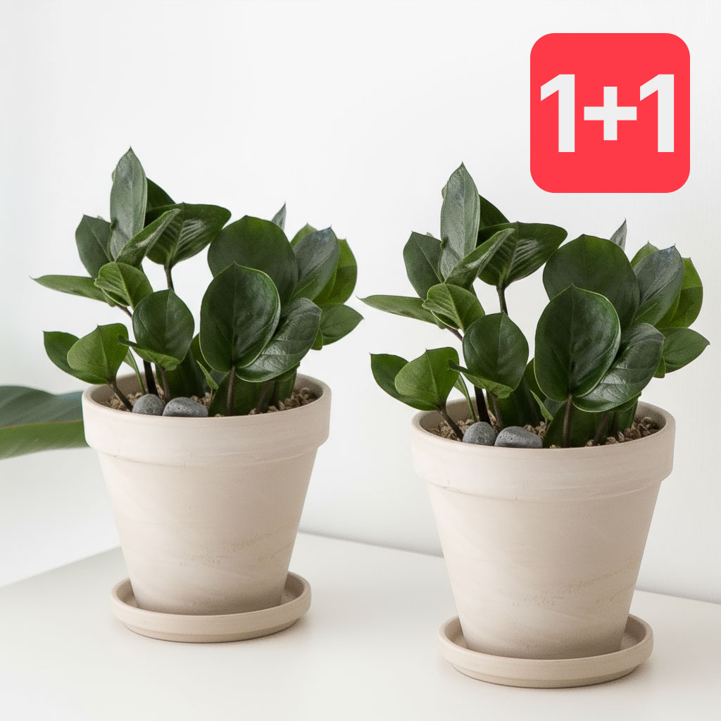 1+1 금전수 화이트토분 인테리어 식물 집들이 개업식 개업축하 화분 제품 이미지