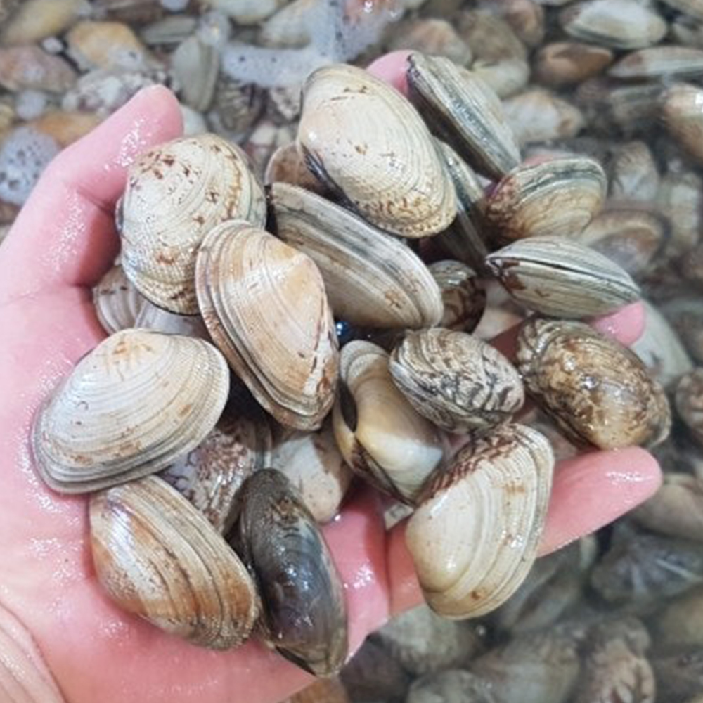 [통영직송-무배]활바지락, 동죽 1kg 남해바다 다이버작업 살이통통 감칠맛 제철진미 - 상품 이미지