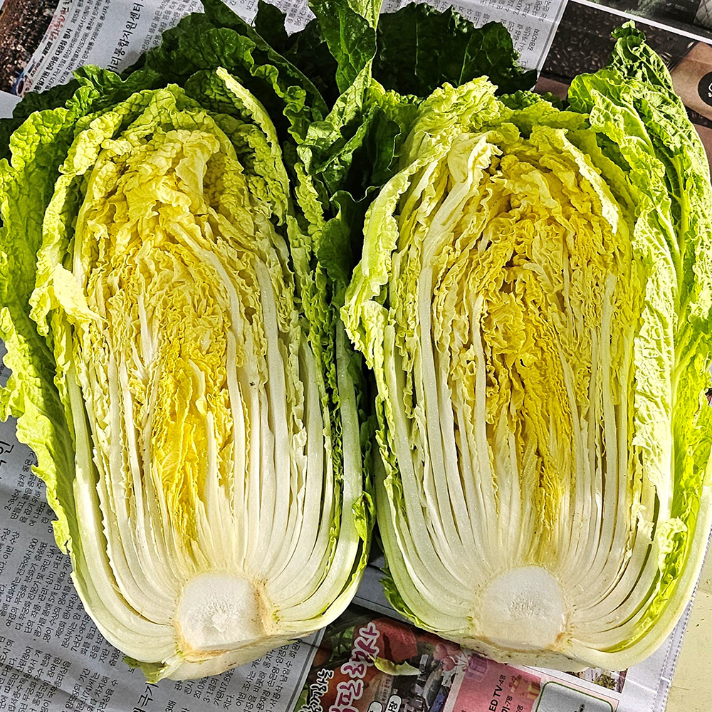 강원도 고랭지 배추 생배추 통배추 포기배추 3-5포기 - 상품 이미지