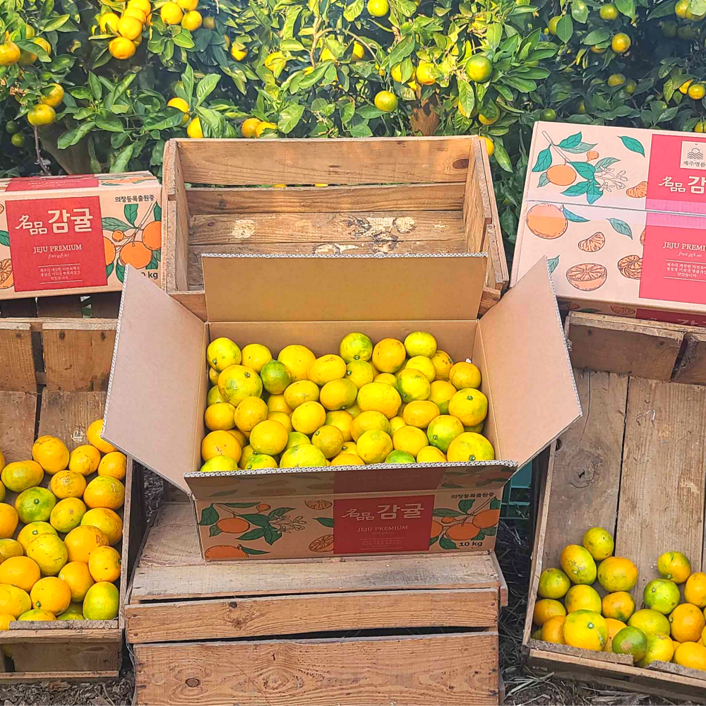 제주 감귤 노지 조생 극조생 타이벡 귤 5kg 10kg
