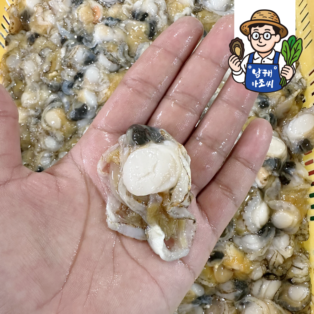홍가리비 수압으로 깐 속살 가리비 세척 가리비살 홍가리비 제철 요리 캠핑 500g 1kg - 상세 이미지 4