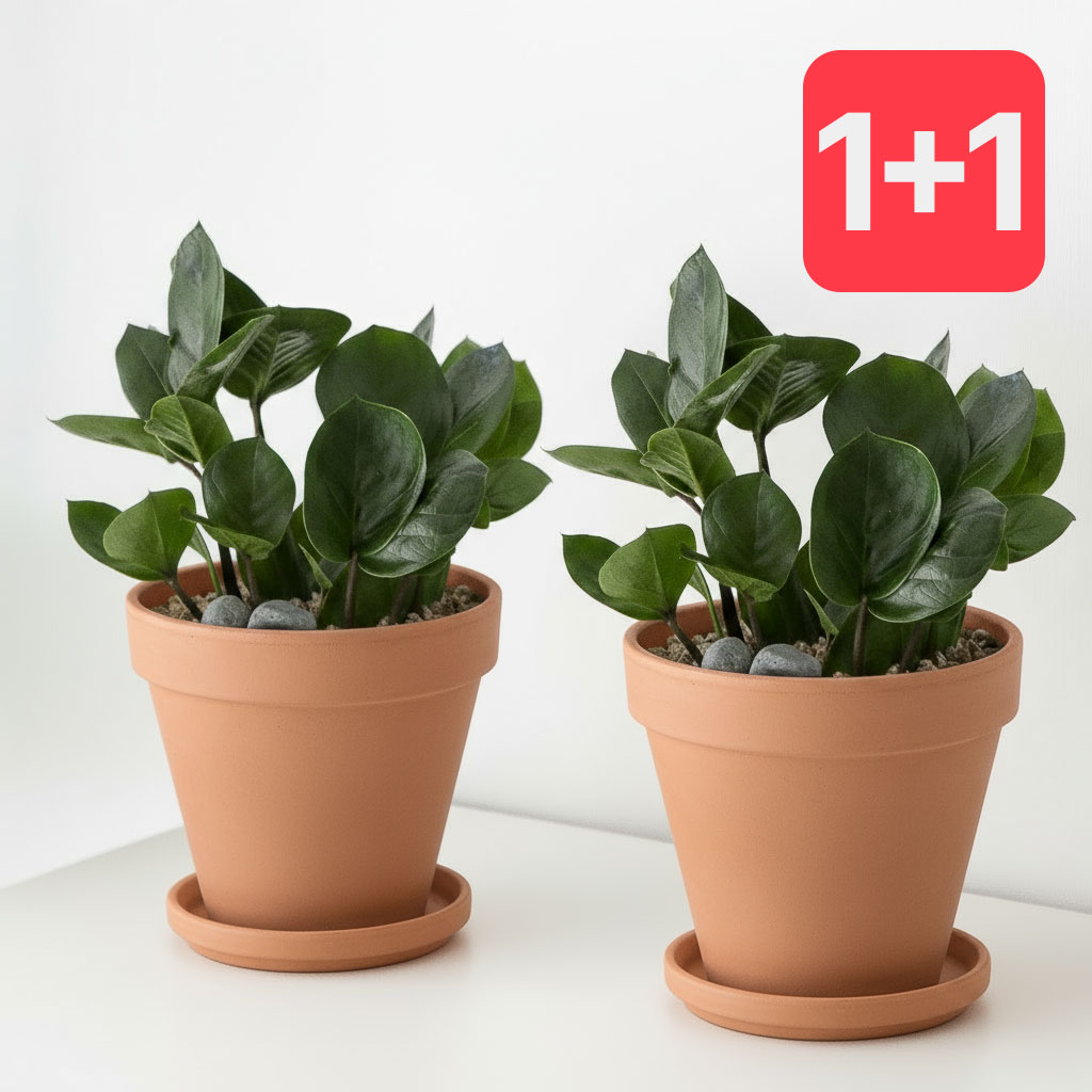 1+1 금전수 베이지토분 인테리어 식물 집들이 개업식 개업축하 화분