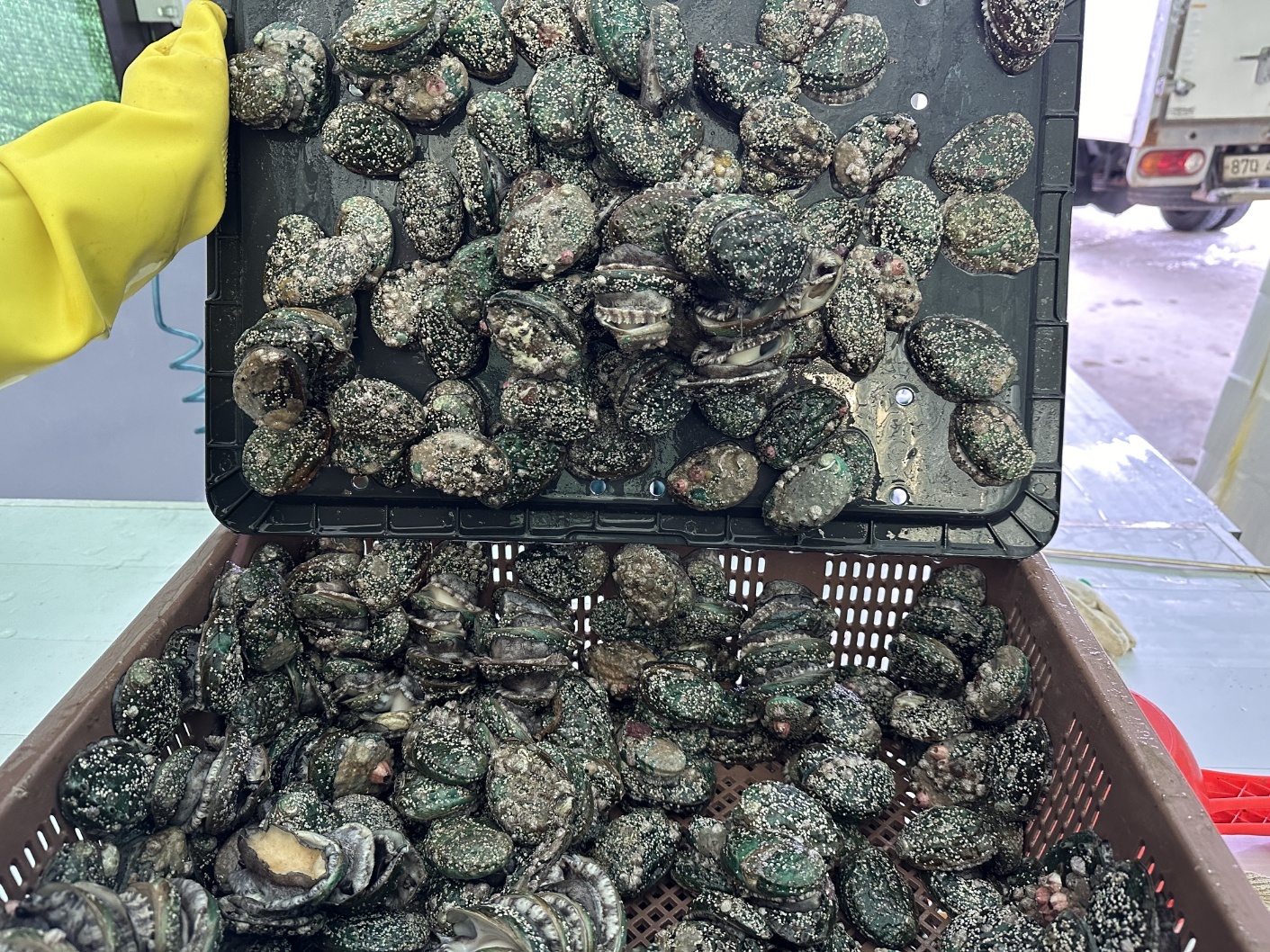 나나수산 산지직송 제철 완도 활 전복 1kg (9-11미) - 상세 이미지 5