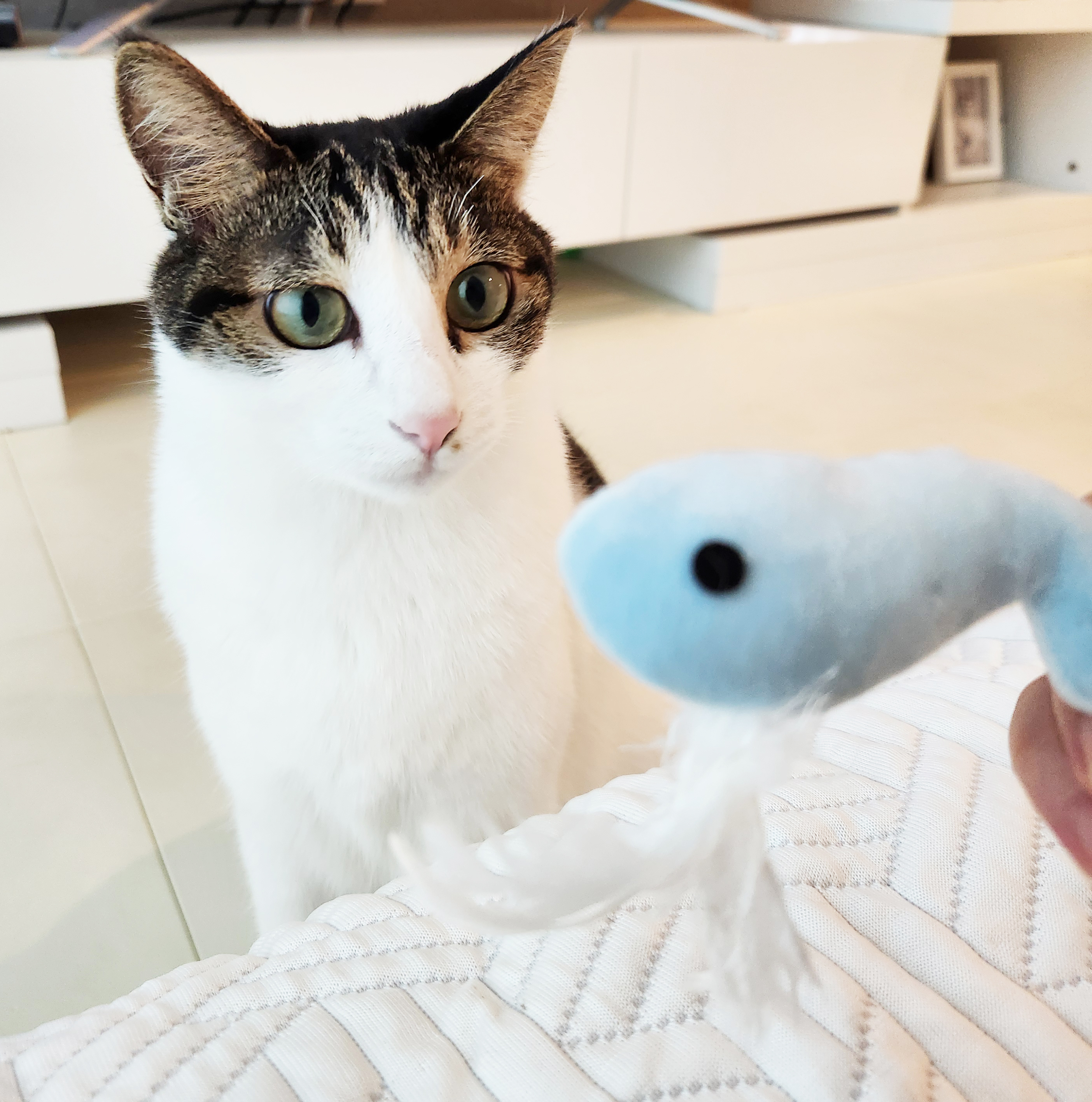 깃털 물고기 인형 고양이 생선 모양 장난감 쿠션 사냥놀이 캣토이 놀잇감 펫케어 - 상세 이미지 4