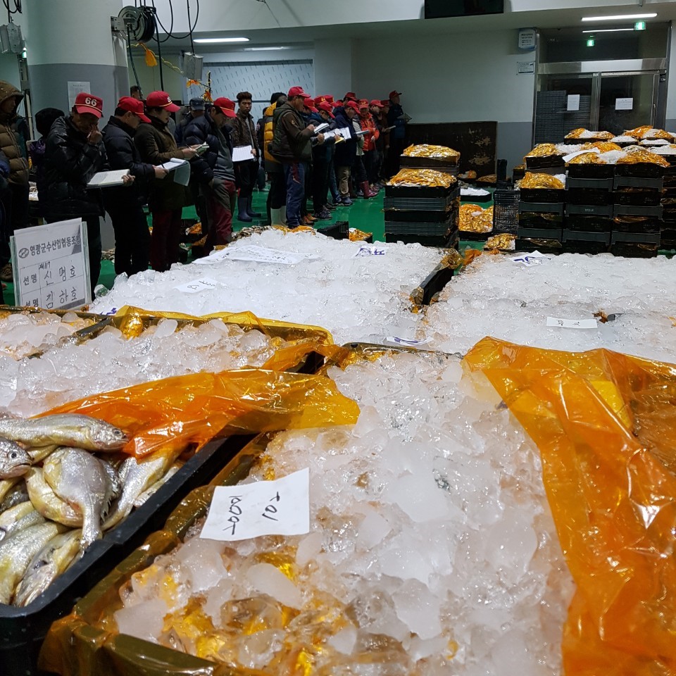 국산 영광 조기 1.5kg 20~25미 매운탕 생조기 참조기 매운탕 구이 - 상세 이미지 4