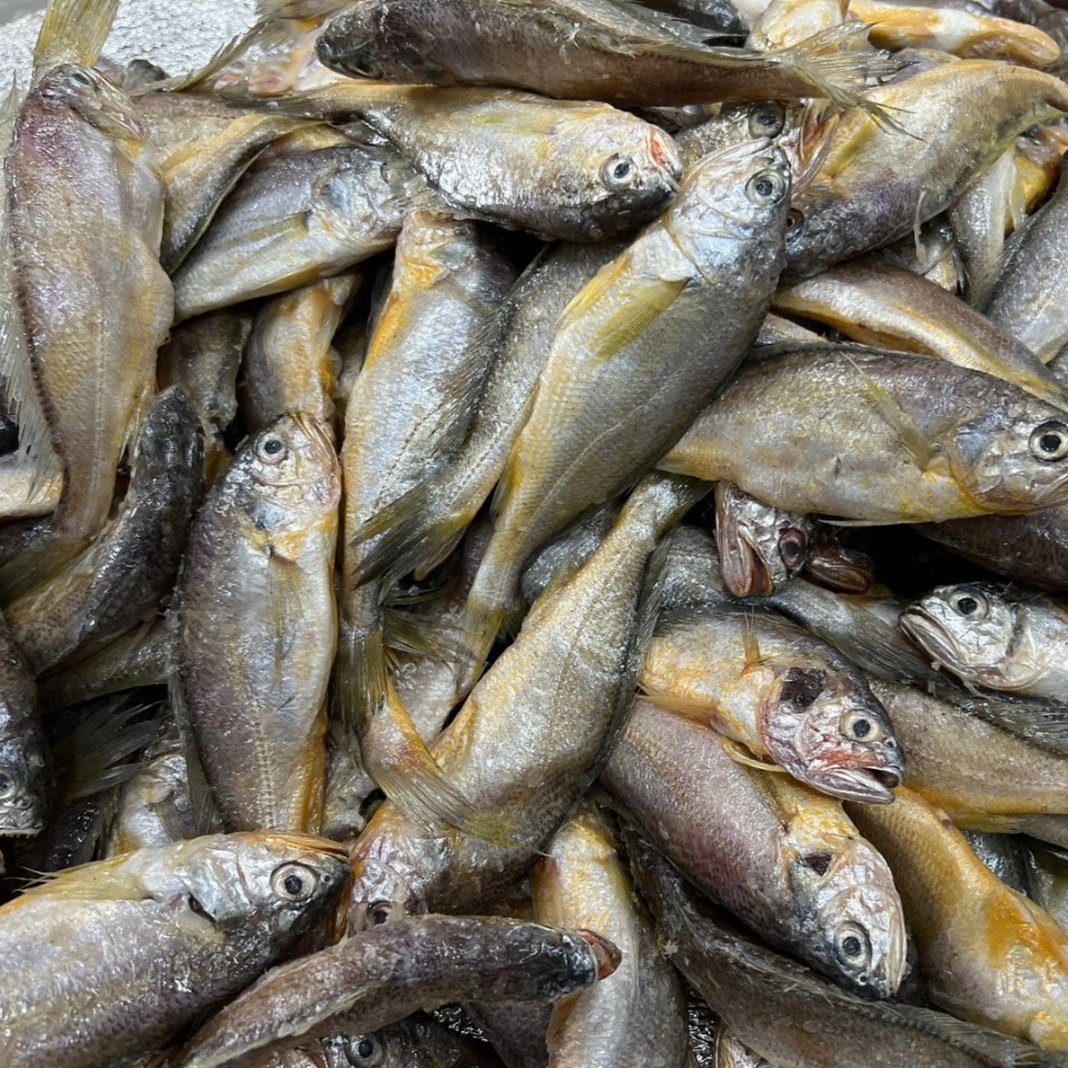국산 영광 조기 1.5kg 20~25미 매운탕 생조기 참조기 매운탕 구이 - 상세 이미지 3